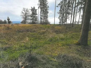 Prodej lesa, Nezbavětice, 10255 m2
