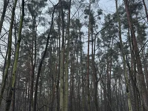 Prodej podílu lesa, Břehy, 5148 m2