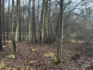 Prodej podílu lesa, Břehy, 5148 m2