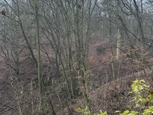 Prodej podílu lesa, Ústí nad Labem, 1184 m2