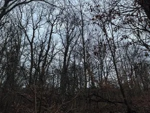 Prodej podílu lesa, Ústí nad Labem, 1184 m2