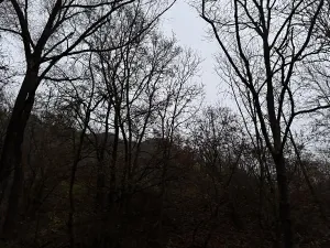 Prodej podílu lesa, Praha, 4596 m2