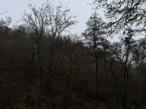 Prodej podílu lesa, Praha, 4596 m2