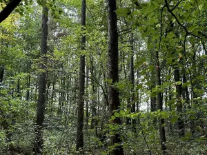 Prodej podílu lesa, Pardubice, 9649 m2