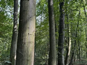 Prodej podílu lesa, Pardubice, 9649 m2