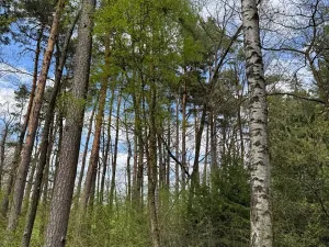 Prodej podílu pozemku, Stříbřec, 5449 m2