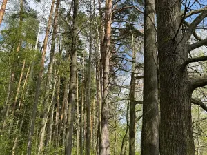 Prodej podílu pozemku, Stříbřec, 5449 m2