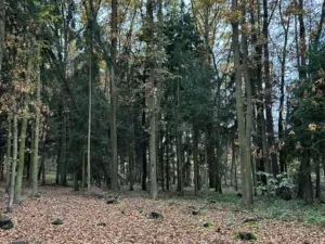 Prodej podílu lesa, Dolní Lukavice, 7998 m2