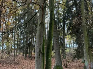 Prodej podílu lesa, Dolní Lukavice, 7998 m2