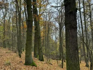 Prodej podílu lesa, Dolní Lukavice, 7998 m2