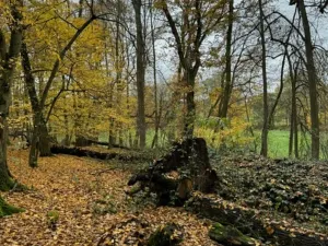 Prodej podílu lesa, Dolní Lukavice, 7998 m2