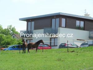 Pronájem bytu 1+kk, Hradec Králové, Na Pastvinách, 35 m2