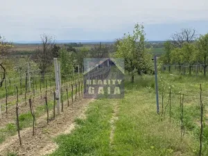 Prodej vinného sklepa, Vlkoš, 50 m2