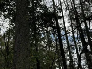 Prodej podílu lesa, Herálec, 1094 m2