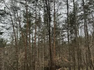 Prodej podílu lesa, Malá Skála, 3582 m2