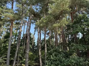 Prodej podílu pozemku, Hradiště, 3093 m2