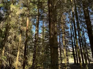 Prodej podílu pozemku, Studená, 18432 m2