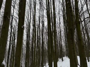 Prodej lesa, Starý Jičín, 12582 m2