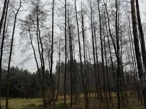 Prodej pozemku, Veliny, 50855 m2