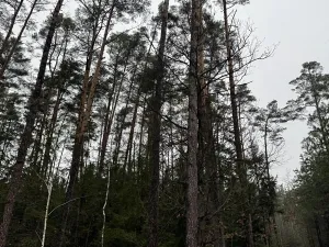 Prodej pozemku, Veliny, 50855 m2