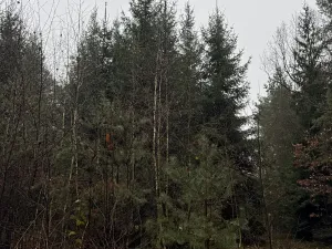 Prodej pozemku, Veliny, 50855 m2