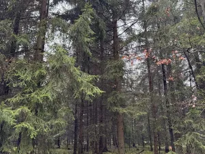 Prodej pozemku, Veliny, 50855 m2