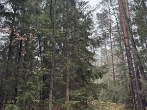 Prodej pozemku, Veliny, 50855 m2