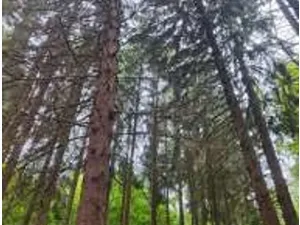 Prodej podílu lesa, Štíty, 11465 m2