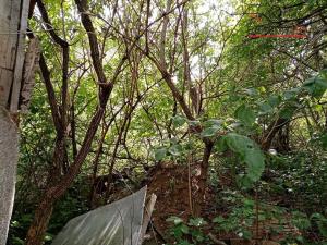 Prodej rodinného domu, Bojkovice - Bzová, 60 m2