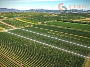 Prodej sadu/vinice, Březí, 15935 m2