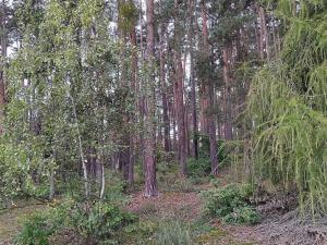 Prodej lesa, Nečín, 14980 m2