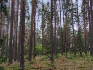 Prodej lesa, Nečín, 14980 m2