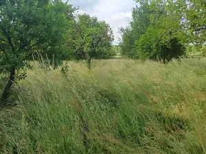 Prodej zahrady, Bučovice, 2010 m2