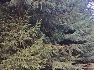 Prodej lesa, Žirovnice, 9999 m2