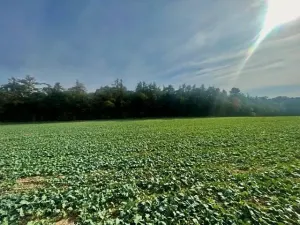 Prodej pole, Praha - Liboc, Na Padesátníku I, 24066 m2