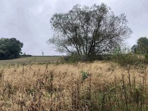 Dražba pole, Kostelec nad Černými lesy, 15764 m2