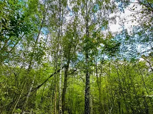 Prodej pozemku pro bydlení, Luštěnice, 9368 m2