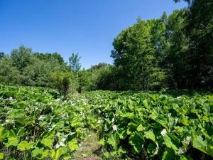 Prodej pozemku pro bydlení, Choustník, 114846 m2