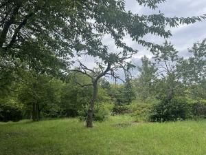 Pronájem sadu/vinice, Praha - Točná, Ke starému hřišti, 3842 m2