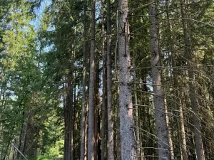 Prodej lesa, Mladošovice, 12064 m2