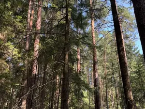 Prodej lesa, Mladošovice, 12064 m2