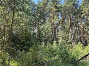 Prodej lesa, Mladošovice, 12064 m2