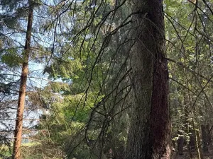 Prodej lesa, Mladošovice, 12064 m2