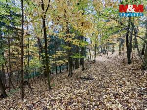 Prodej lesa, Jestřebí, 6855 m2