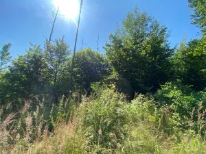 Dražba lesa, Kožichovice, 2269 m2