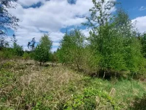 Prodej podílu lesa, Dolní Cerekev, 11817 m2