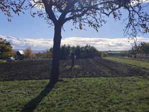 Prodej sadu/vinice, Blučina, 2677 m2