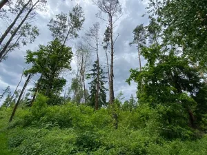 Dražba lesa, Blížejov, 4481 m2