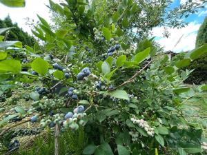 Prodej zahrady, Plzeň, Sluneční, 341 m2