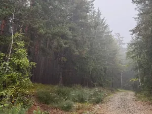 Prodej lesa, Zábrdí, 9676 m2